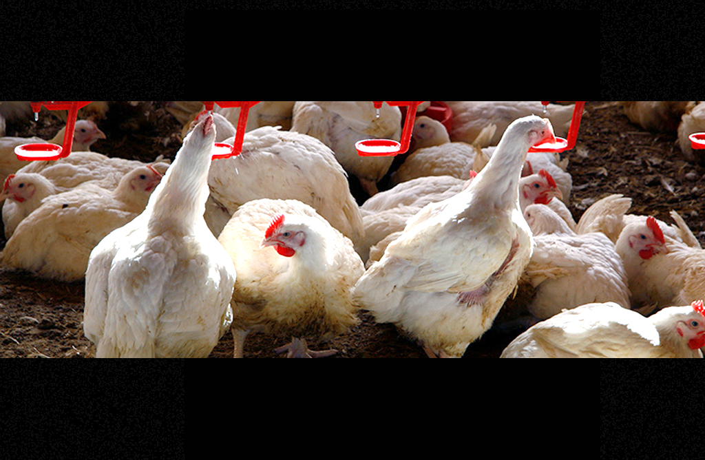 Los granjeros de pollo se unen en su grito de auxilio: “Estamos pagando la factura de la inflación”